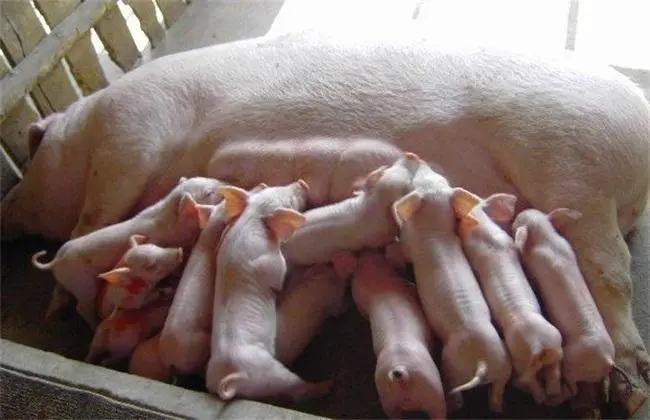 母猪催产素用什么药？催产素如何促进牛奶