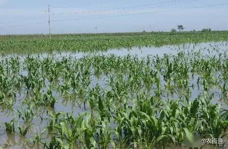 强降雨旱涝将并存玉米生产如何确保丰收