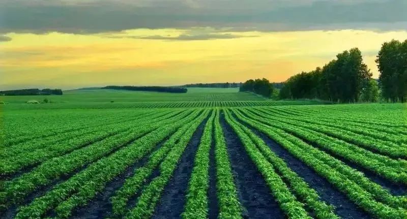 智慧农业带来了乡村农业的振兴与机遇