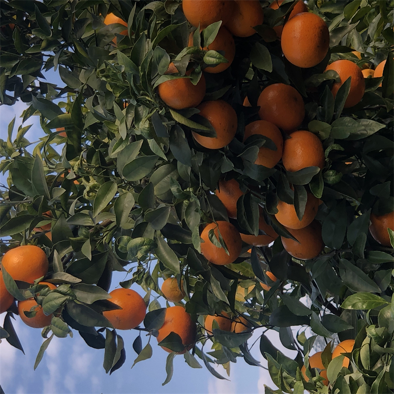 柑橘品种沃柑精品A级果产地水果代办寻求各地果商合作共赢