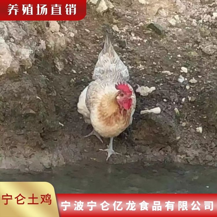 养殖供应 散养宁仑土鸡 鸡肉现杀运输 质量保证