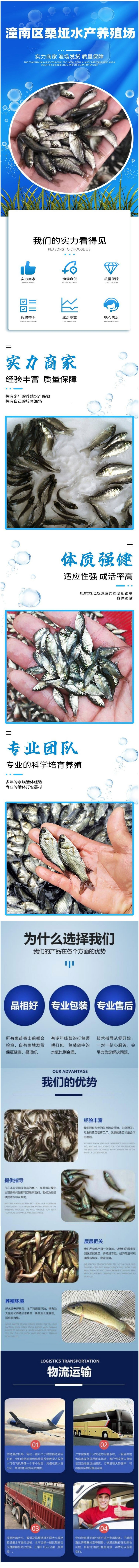 淡水银鳕鱼苗-杂食性鱼类-水库养殖鱼苗生长快.jpg