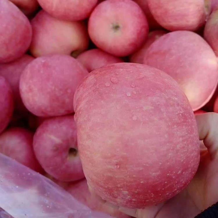 产区采收规格为80粒以上的红富士苹果。时令水果新鲜、脆甜、多汁，现采现采